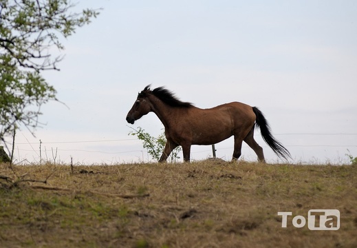 DSC 0426 (864 visits) DSC 0426
