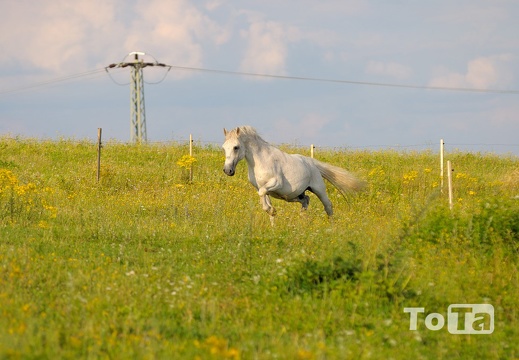 DSC 0577 (805 visits) DSC 0577