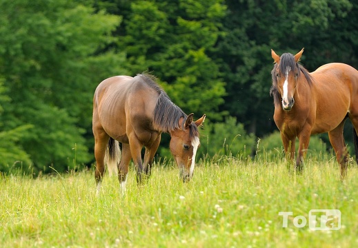 DSC 10053 (499 visits) DSC 10053
