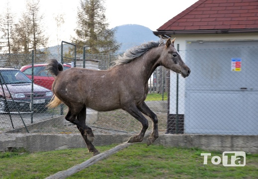 DSC 6787 (431 visits) DSC 6787