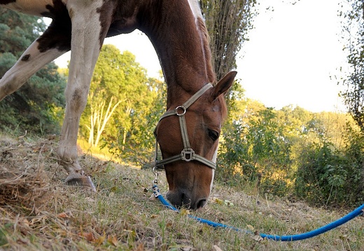 DSC 3139 (55 visits) DSC 3139