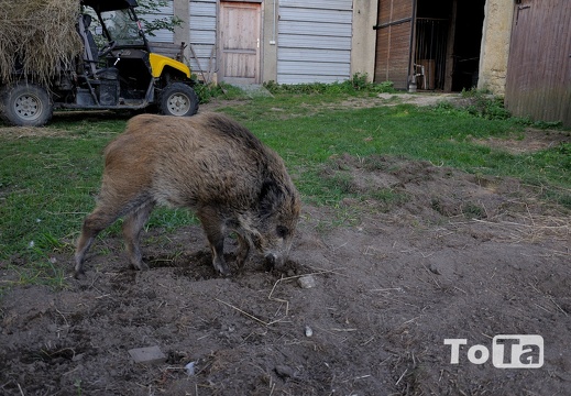 DSC 4168 (78 visits) DSC 4168