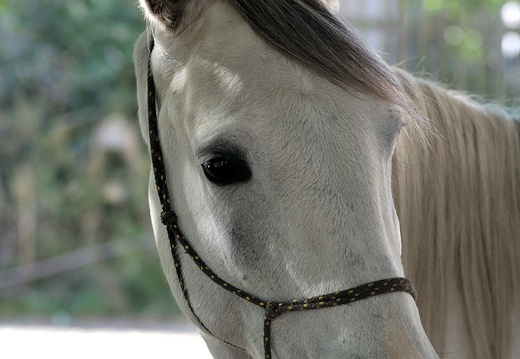 DSC 4251 (130 visits) DSC 4251