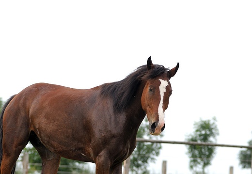 DSC 2619 (28 visits) DSC 2619