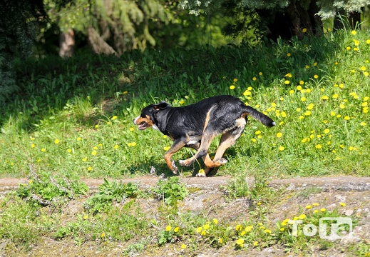 DSC 9253 (468 visits) DSC 9253