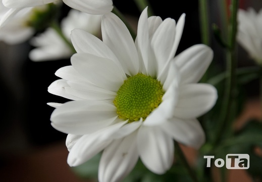 DSC 1205 (76 visits) DSC 1205