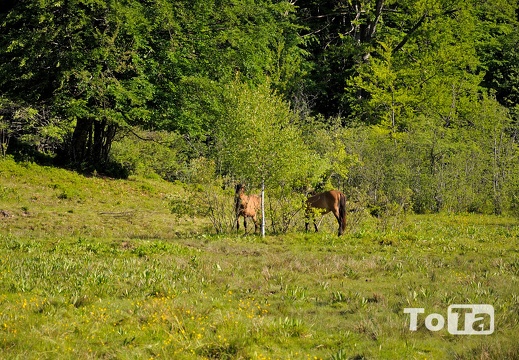 DSC 5259 (318 visits) DSC 5259