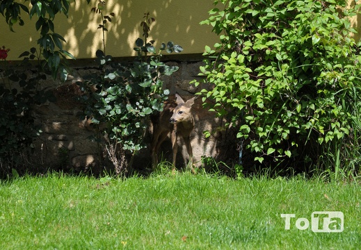 DSC 1798 (142 visits) DSC 1798
