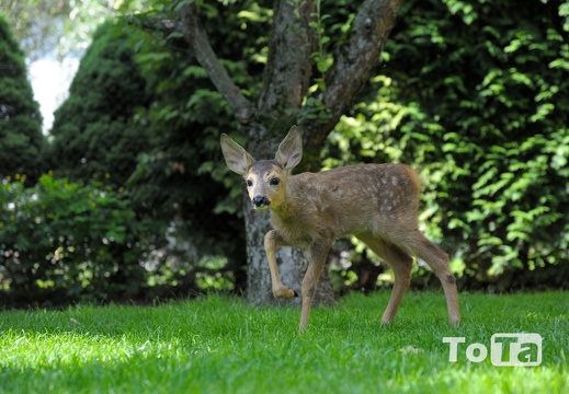 DSC 1804 (142 visits) DSC 1804