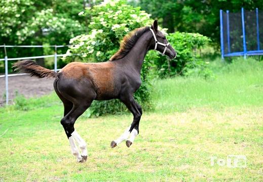 DSC1681 (74 visits) DSC1681