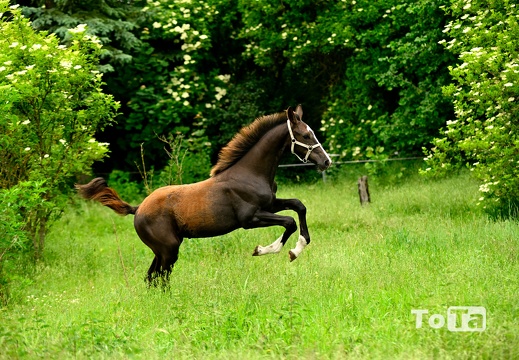 DSC1706 (92 visits) DSC1706