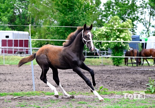 DSC1729 (89 visits) DSC1729