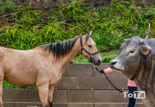 DSC4023 (37 visits) DSC4023