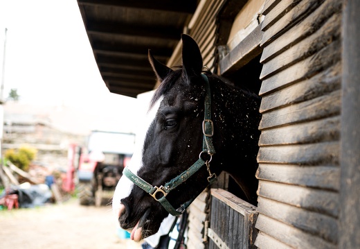 DSC2868 (41 visits) DSC2868