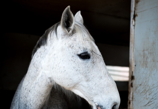 DSC2989 (33 visits) DSC2989