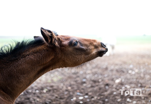 DSC3373 (13 visits) DSC3373