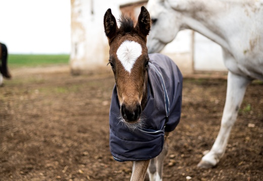 DSC3403 (13 visits) DSC3403