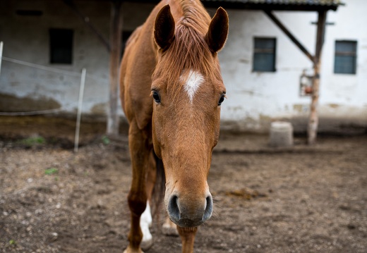DSC3550 (13 visits) DSC3550