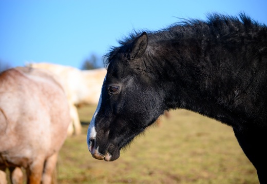 DSC2217 (19 visits) DSC2217