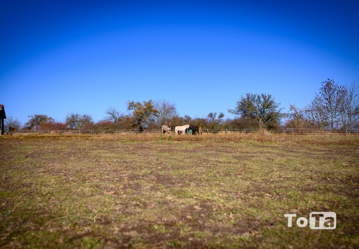 DSC2396 (16 visits) DSC2396