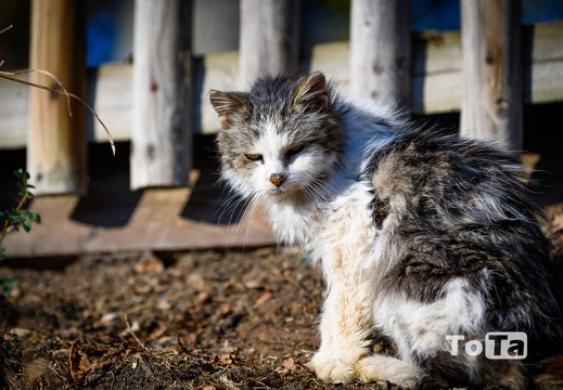 DSC2484 (15 visits) DSC2484