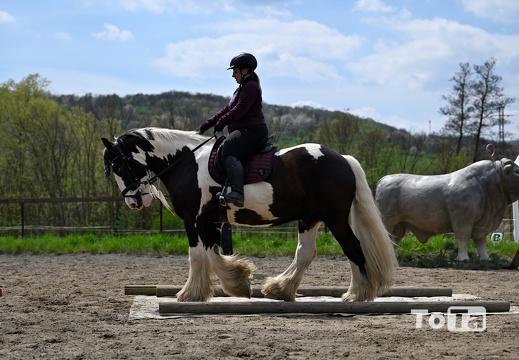 DSC5385 (34 visits) DSC5385