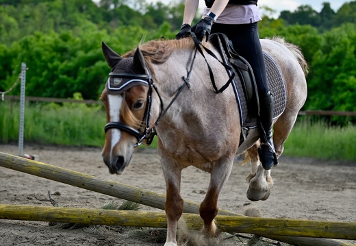 DSC8636 (27 visits) DSC8636